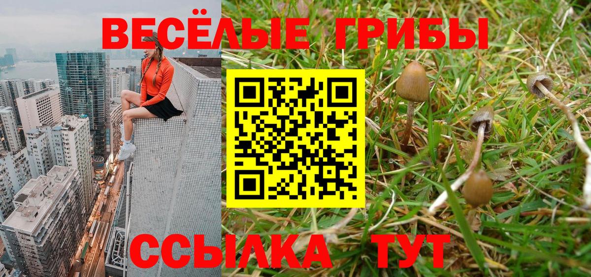 Галлюциногенные грибы GOLDEN TEACHER  Вход с VPN  Галлюциногенные грибы мицелий  Михайловск 